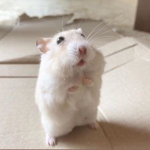 Meet your Posher, Meredith